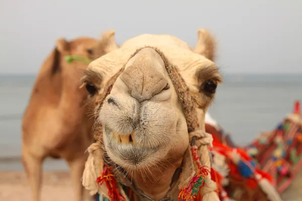 微笑的骆驼 图库图片