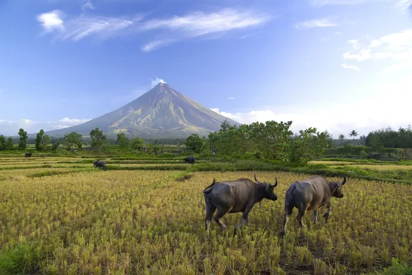 Búfalos bajo el volcán Mayon — Foto de Stock