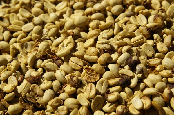 말린된 커피 콩 — 스톡 사진