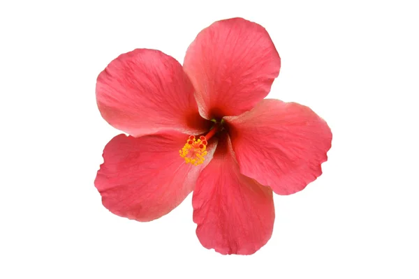 Detalhe de um hibisco rosa isolado — Fotografia de Stock