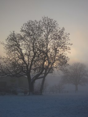 Baum, winterlandschaft