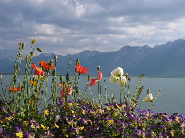 stock image Seeufer mit Blumen geschmückt