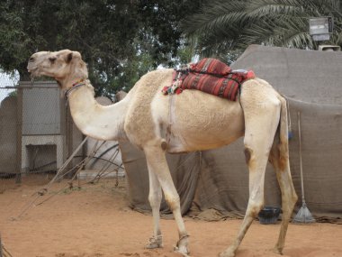 Camel in the Desert clipart