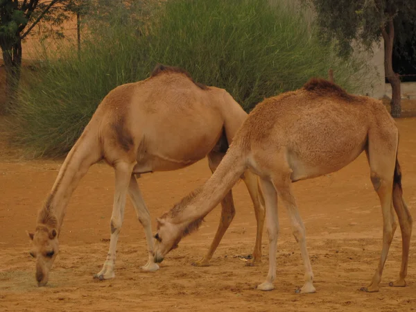 Groep kamelen in de woestijn — Stockfoto