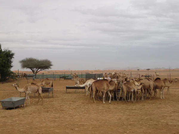 Groep kamelen in de woestijn — Stockfoto