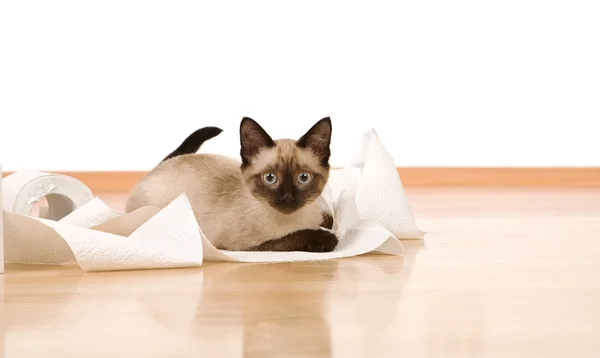 Котенок на полу играет с рулоном туалетной бумаги — стоковое фото