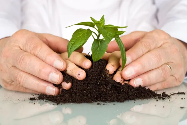 Senior and kids hands pampering a new plant — Stock Photo, Image