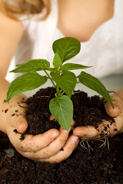Mani di bambino che tengono una nuova pianta nel terreno — Foto Stock