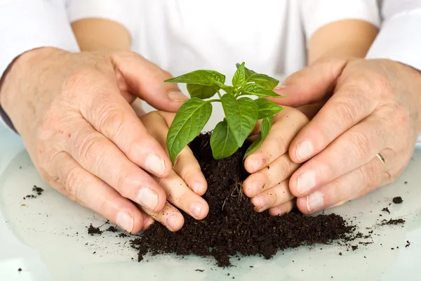 Old and young hands protecting a new plant — Stock Photo, Image