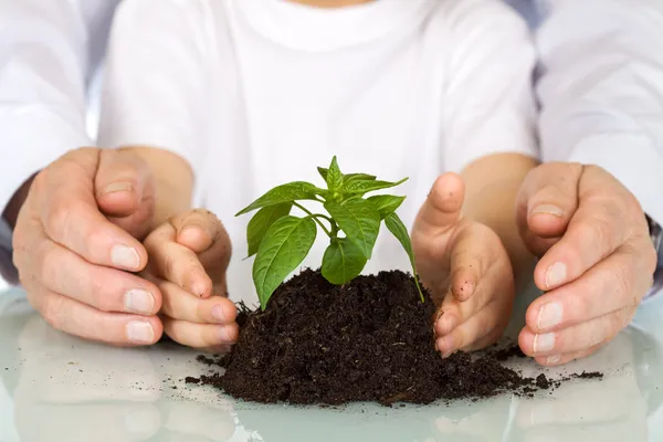 Planta uma planta cultivada de sementes hoje - conceito ambiental — Fotografia de Stock