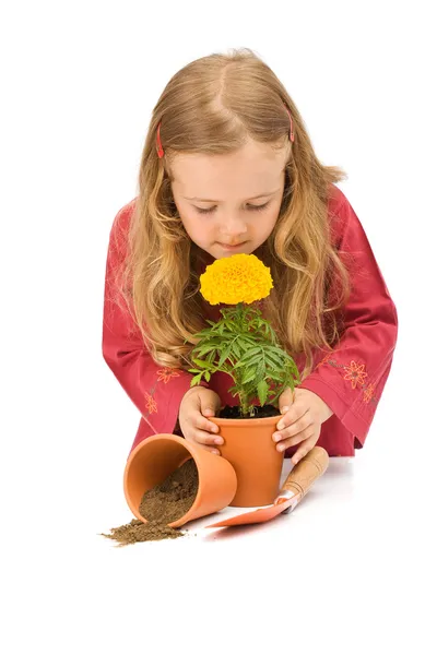 Kleines Mädchen, das Topfblume riecht — Stockfoto