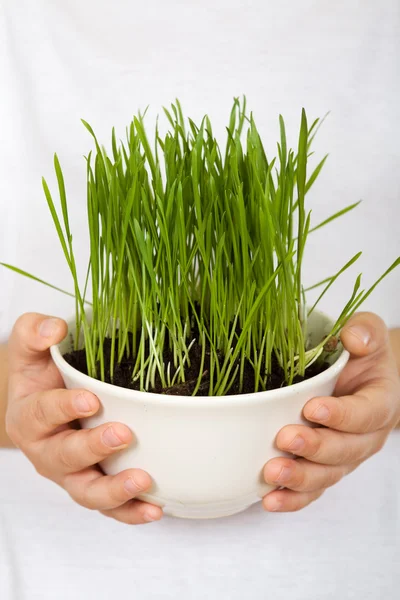 Kids hands holding grass growing in a bowl — Stock Photo, Image