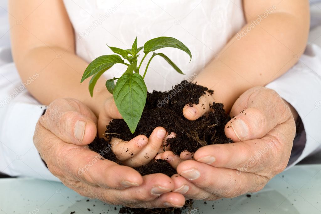 Child and adult hands holding new plant