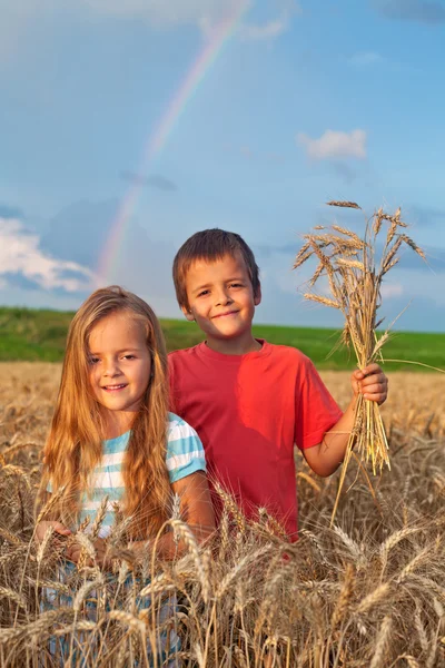Kids in wheat field at harvest time — Stock Photo, Image