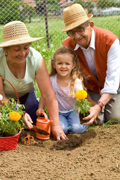 Les grands-parents enseignent à la petite fille les méthodes de jardinage — Photo