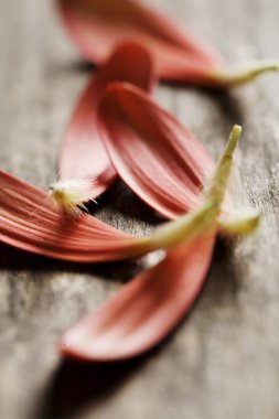 Collection of red flower-petals on wooden surfface clipart