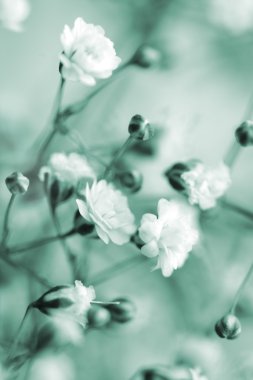 White flowers in monochrome clipart