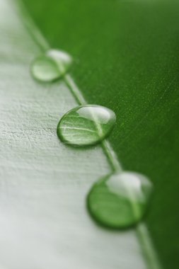 Three water drops on a leaf clipart