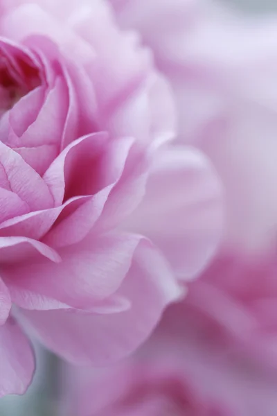 Pastel roze bloemen — Stockfoto