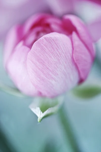 Flower bud — Stock Photo, Image