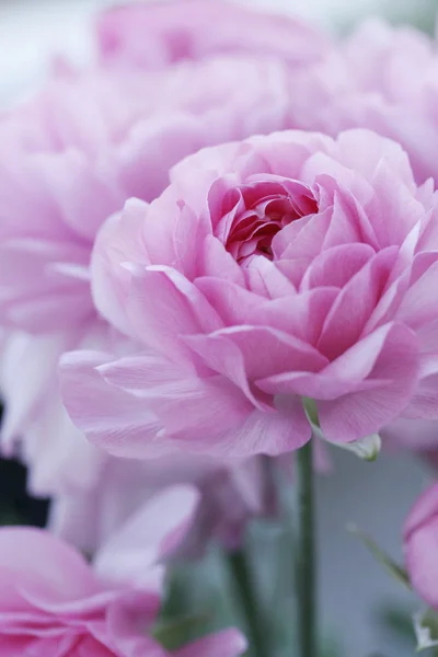 Pastel pink flowers — Stock Photo, Image