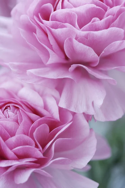 Pastel roze bloemen — Stockfoto