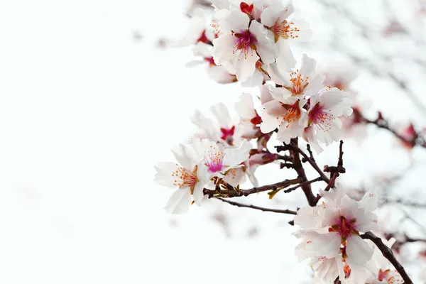 Цветок миндаля — стоковое фото