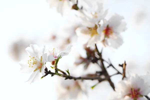 Цветок миндаля — стоковое фото