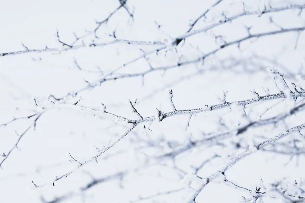 Snow crystals — Stock Photo, Image