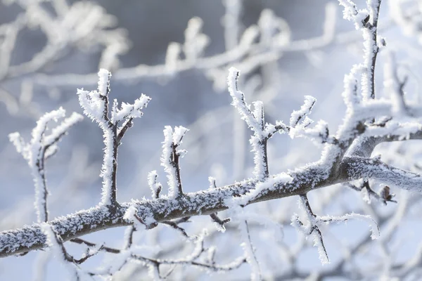 Snow crystals — Stock Photo, Image