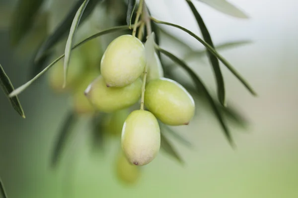Cabang Olive — Stok Foto