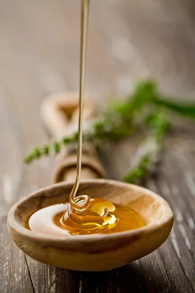 Wild honey — Stock Photo, Image