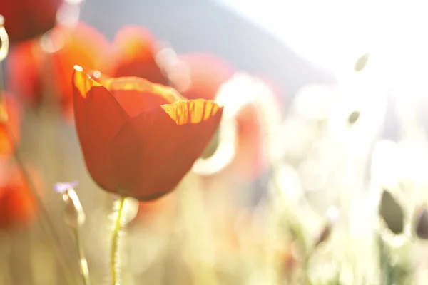 在太阳下的罂粟花 — 图库照片