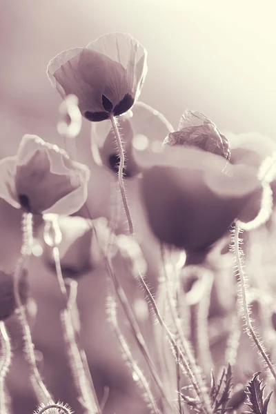 Lemovaný bílý Tulipán — Stock fotografie