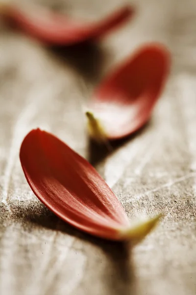 Collection of red flower-petals on wooden surfface — Stock Photo, Image