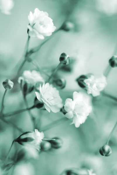 Τα λευκά άνθη σε μονόχρωμο — Φωτογραφία Αρχείου