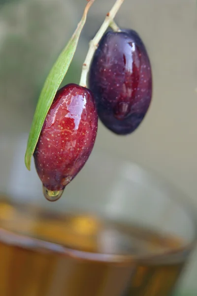 2 zeytin asılı — Stok fotoğraf