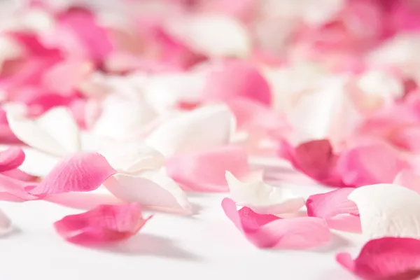 Лепестки роз — стоковое фото