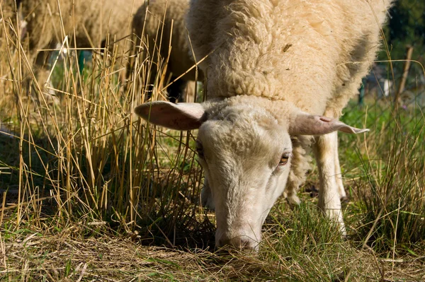 stock image Light sheep that graze in the paddock