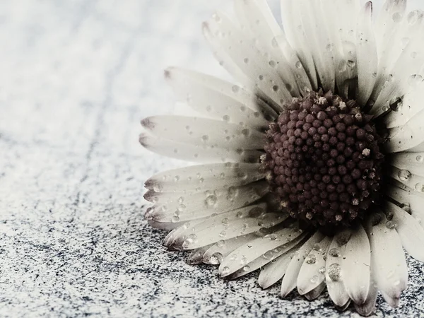 stock image Close-up Daisy