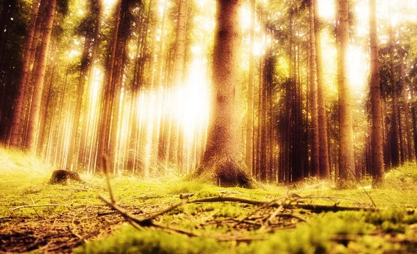 Сновидный лес — стоковое фото