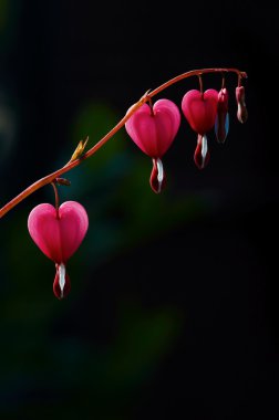 Dicentra