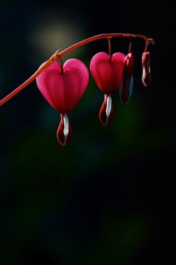 Dicentra