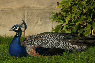 Peacock clipart