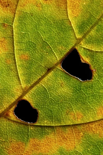 Jesienny liść — Zdjęcie stockowe