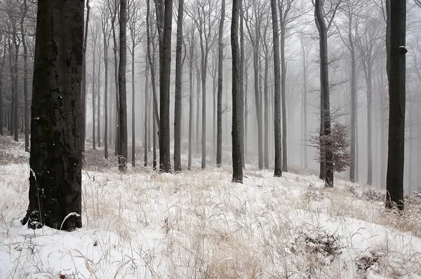 Drewno zimowe — Zdjęcie stockowe
