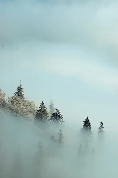 stock image Frosty morning