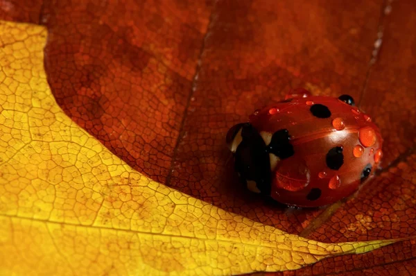 Uğur böceği — Stok fotoğraf