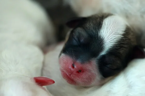 stock image Sleeping pup