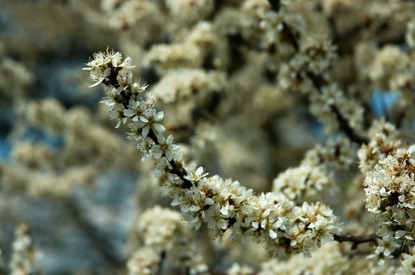 abloom Şubesi